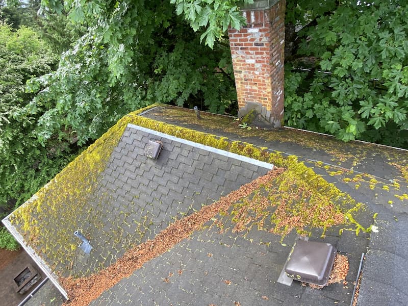 Roof moss grwoing on a roof in Lake Oswego