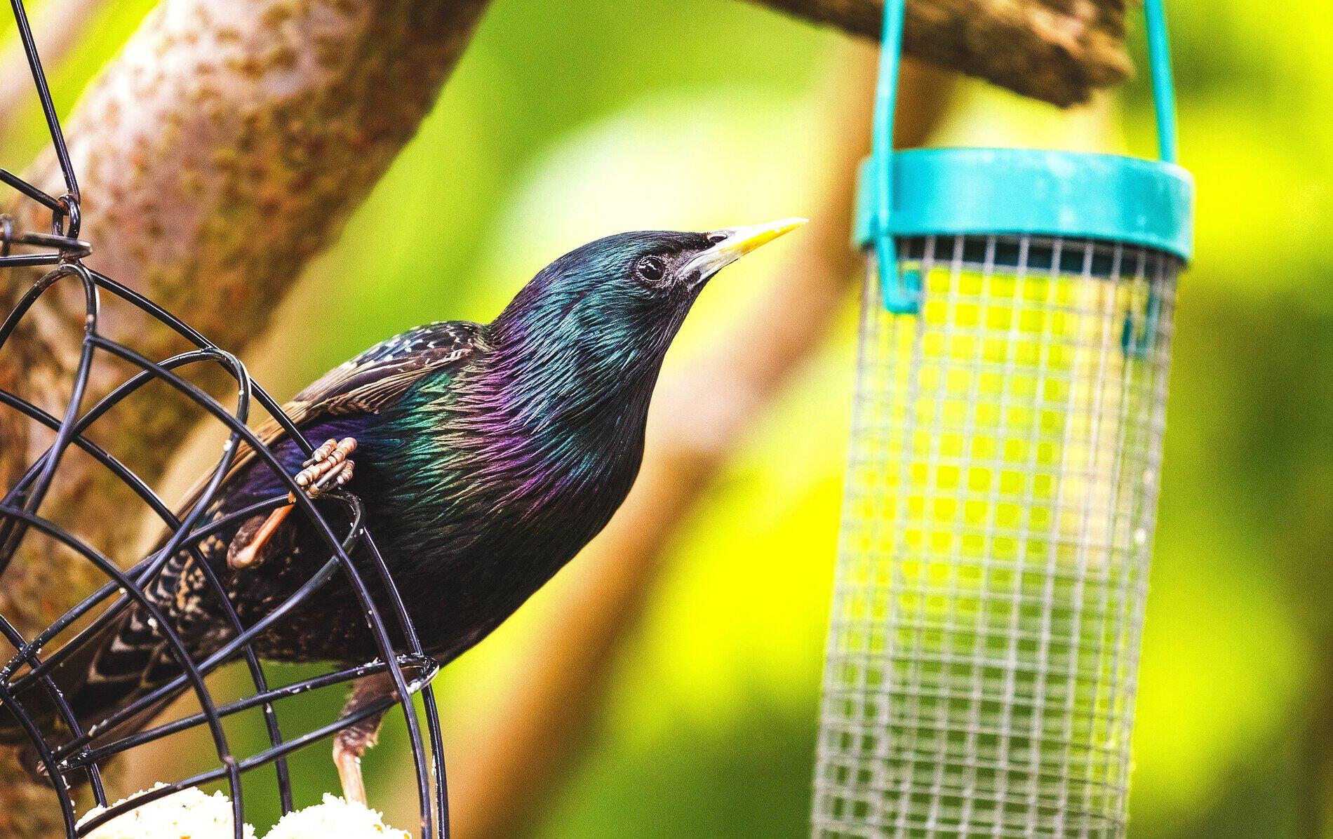 starling bird